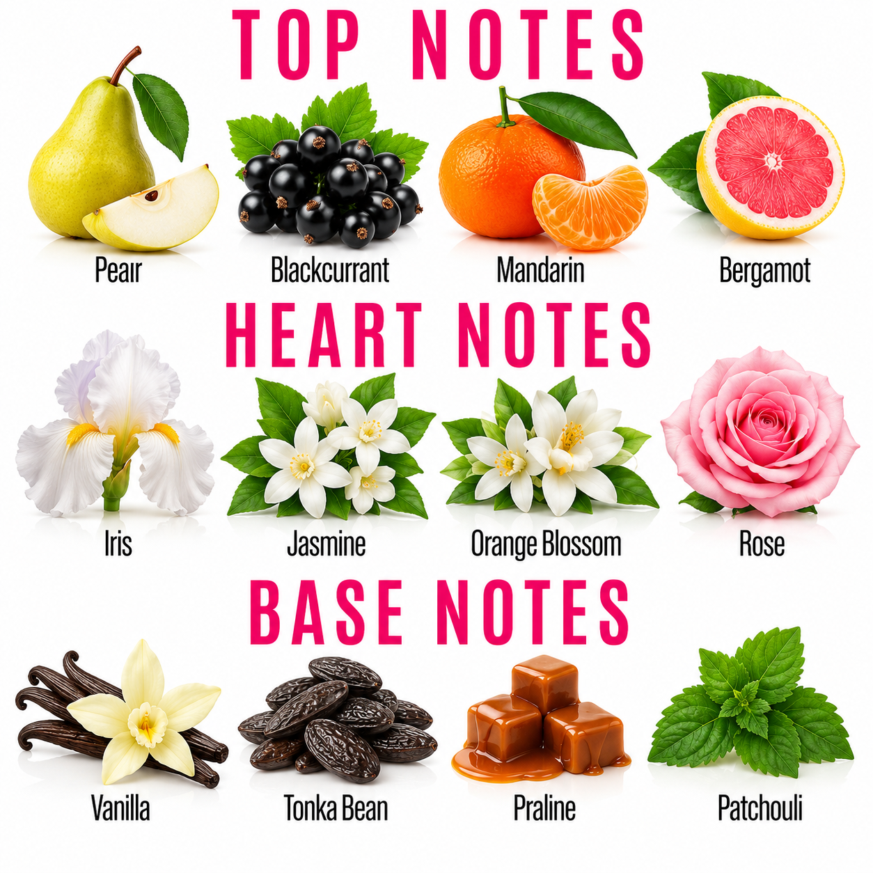 A fragrance notes graphic with pink text reading TOP NOTES, HEART NOTES, and BASE NOTES above illustrated scent ingredients: pear, blackcurrant, mandarin, bergamot, iris, jasmine, orange blossom, rose, vanilla, tonka bean, praline, and patchouli on a white background.