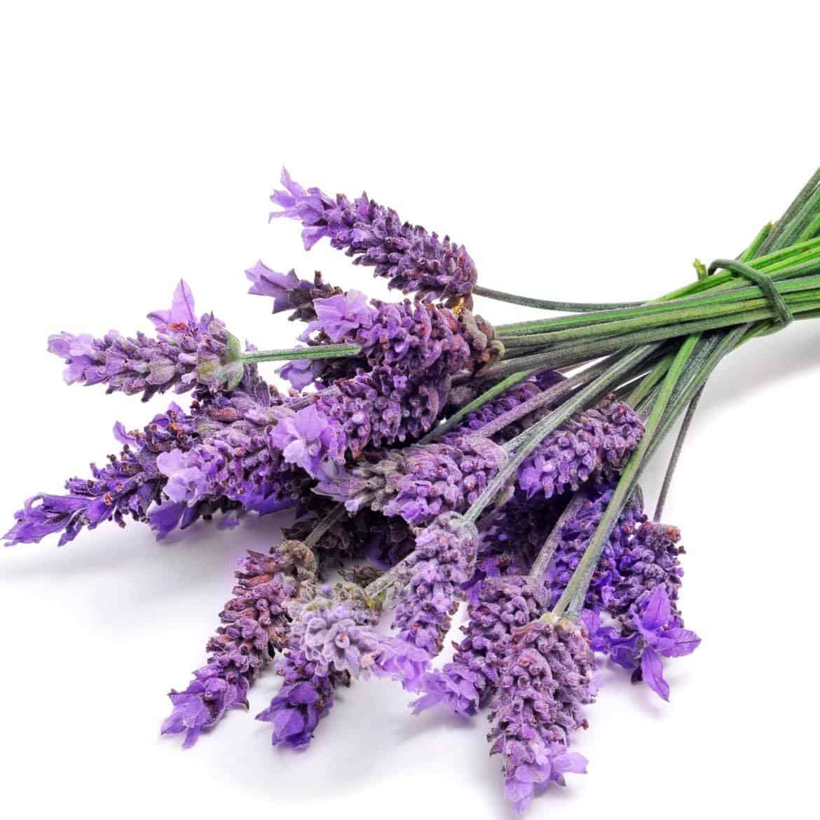 lavender flowers in a bunch