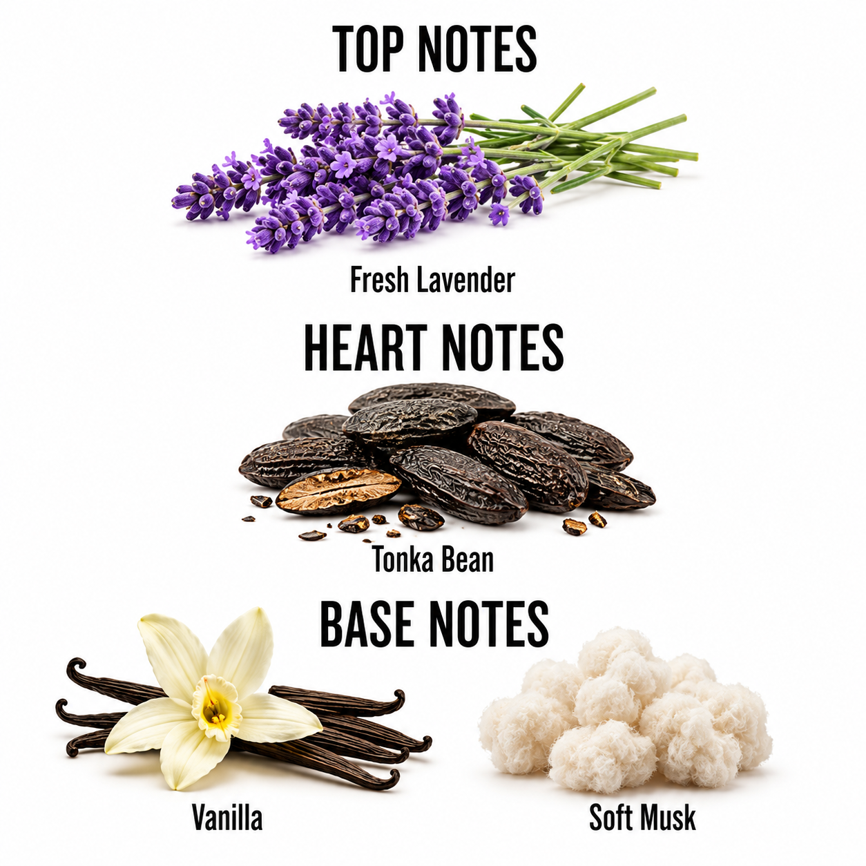 A fragrance notes graphic on a white background showing top, heart, and base notes with ingredient illustrations: purple lavender sprigs for top notes, dark brown tonka beans for heart notes, vanilla beans and soft white cotton for base notes. Text labels identify each note.