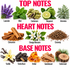 An educational fragrance composition chart titled 'TOP NOTES', 'HEART NOTES', and 'BASE NOTES' showing botanical and botanical extracts with labels: lavender, mint, cardamom, bergamot, artemisia, cinnamon, orange blossom, caraway, vanilla, tonka bean, amber, sandalwood, and cedarwood.