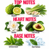A botanical fragrance notes graphic on a white background, with large red text reading TOP NOTES, HEART NOTES, and BASE NOTES. The top section shows bergamot and lemongrass under TOP NOTES, the middle section shows gardenia and fresh avocado under HEART NOTES, and the bottom section shows soft green accord and a clean freshness splash under BASE NOTES.