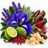 A styled botanical arrangement on a white background featuring a vivid blue-purple iris flower, purple lavender sprigs, green leaves, a lime half, a green custard apple, red berries, pale crystalline sugar, and brown driftwood.