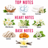A fragrance notes graphic on a white background with pink headers reading TOP NOTES, HEART NOTES, and BASE NOTES. Visible ingredients include cotton, ozone bubbles, fresh linen, white blossoms, lily of the valley, jasmine, cashmere, amber, musk, and creamy vanilla, each labeled underneath.