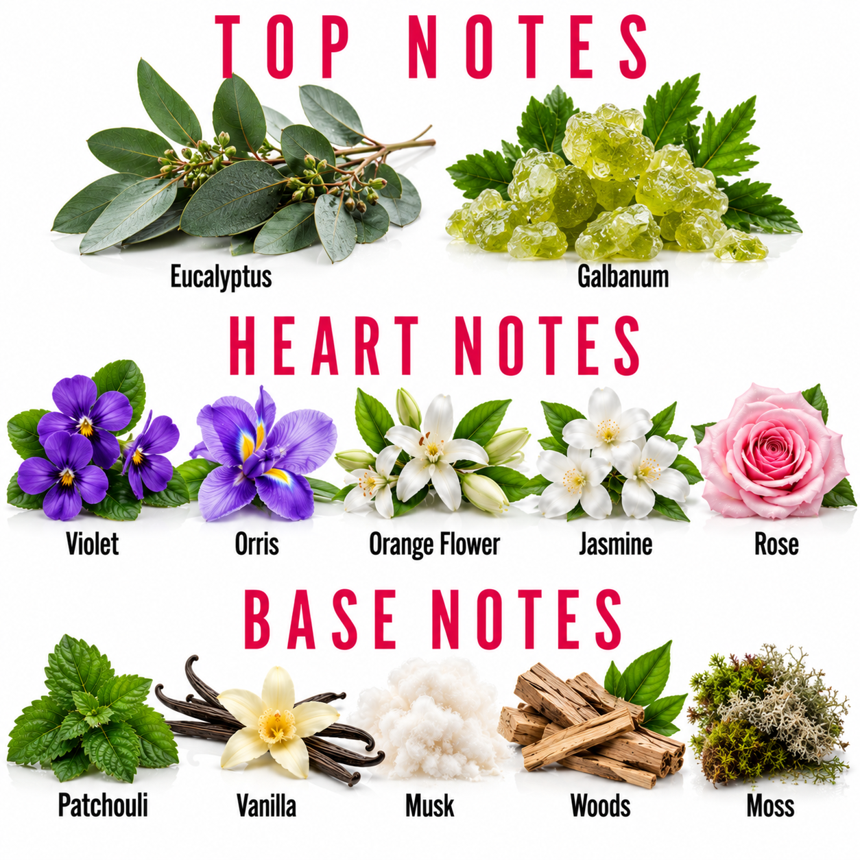A fragrance notes chart titled 'TOP NOTES', 'HEART NOTES', and 'BASE NOTES' showing illustrated botanicals labeled Eucalyptus, Galbanum, Violet, Orris, Orange Flower, Jasmine, Rose, Patchouli, Vanilla, Musk, Woods, and Moss on a white background.