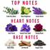 A fragrance notes graphic with red headers reading TOP NOTES, HEART NOTES, and BASE NOTES, showing botanical and material imagery labeled Fresh Airy Notes, Clean Brightness, Green Herbal, Dark Florals, Smooth Floral Depth, Evening Bloom, Gentle Musk, Soft Warmth, and Elegant Finish on a white background.