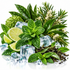 A styled botanical arrangement of fresh green herbs and citrus on ice, including mint leaves, lime wedges, green leaves, ice cubes, and small white flowers on a white background.
