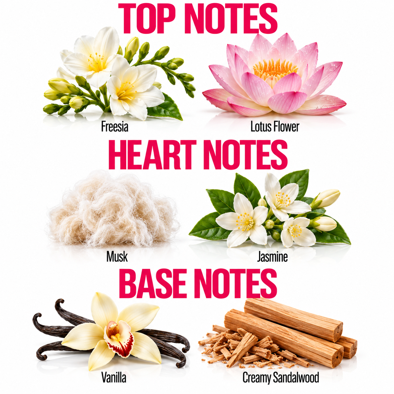 A fragrance notes graphic on a white background with the headings TOP NOTES, HEART NOTES, and BASE NOTES. Top notes shown are freesia with white flowers and green leaves, lotus flower with pink petals and yellow center, musk as a fluffy off-white texture, and jasmine with white flowers and green leaves.