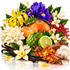 A colorful botanical still life featuring citrus fruits, vanilla beans, cinnamon sticks, amber resin, cotton bolls, and white flowers with green leaves on a white background.