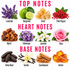 A fragrance notes graphic with pink text reading TOP NOTES, HEART NOTES, and BASE NOTES above photos of botanical and spice ingredients. Visible ingredients include lavender, bergamot, elemi, pink pepper, myrrh, heliotrope, jasmine, rose, tonka bean, vanilla, sandalwood, and amber, each labeled underneath on a white background.