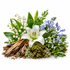 A botanical arrangement of dried and fresh elements on a white background, featuring a large white lily, blue bellflowers, white lily-of-the-valley, green leaves, brown bark, moss, and small dried flower pieces.