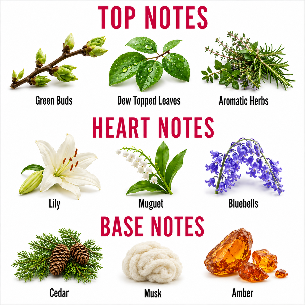 A fragrance notes chart on a white background with red headers reading TOP NOTES, HEART NOTES, and BASE NOTES. The chart shows botanical and scent examples labeled Green Buds, Dew Topped Leaves, Aromatic Herbs, Lily, Muguet, Bluebells, Cedar, Musk, and Amber.