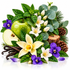 A styled botanical arrangement on a white background featuring a green apple, vanilla beans, white and purple flowers, pine needles, eucalyptus leaves, and green leaves.