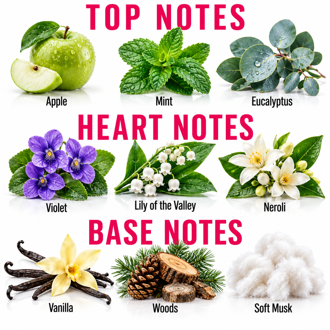 A fragrance scent chart titled 'TOP NOTES', 'HEART NOTES', and 'BASE NOTES' with labeled botanical and material examples: Apple, Mint, Eucalyptus, Violet, Lily of the Valley, Neroli, Vanilla, Woods, and Soft Musk on a white background.
