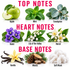 A fragrance scent chart titled 'TOP NOTES', 'HEART NOTES', and 'BASE NOTES' with labeled botanical and material examples: Apple, Mint, Eucalyptus, Violet, Lily of the Valley, Neroli, Vanilla, Woods, and Soft Musk on a white background.