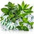 Mint leaves and clear ice cubes arranged around two green-and-white striped peppermint candies on a clean white background.