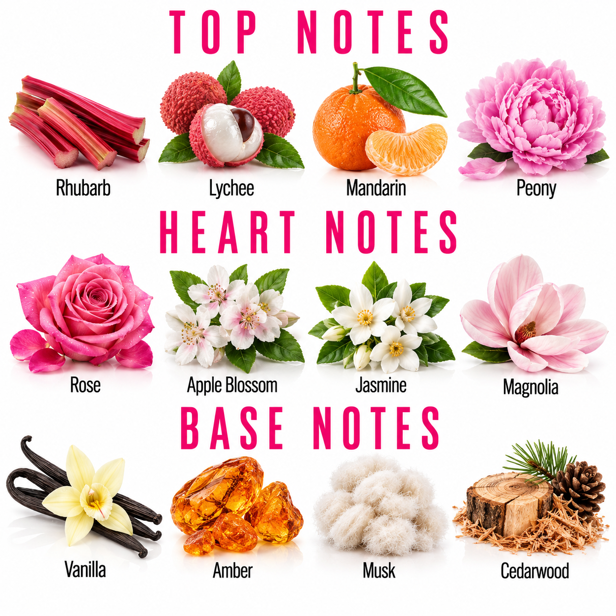 A fragrance notes graphic titled with TOP NOTES, HEART NOTES, and BASE NOTES. It shows illustrated or photographed scent ingredients labeled Rhubarb, Lychee, Mandarin, Peony, Rose, Apple Blossom, Jasmine, Magnolia, Vanilla, Amber, Musk, and Cedarwood on a white background with pink text.