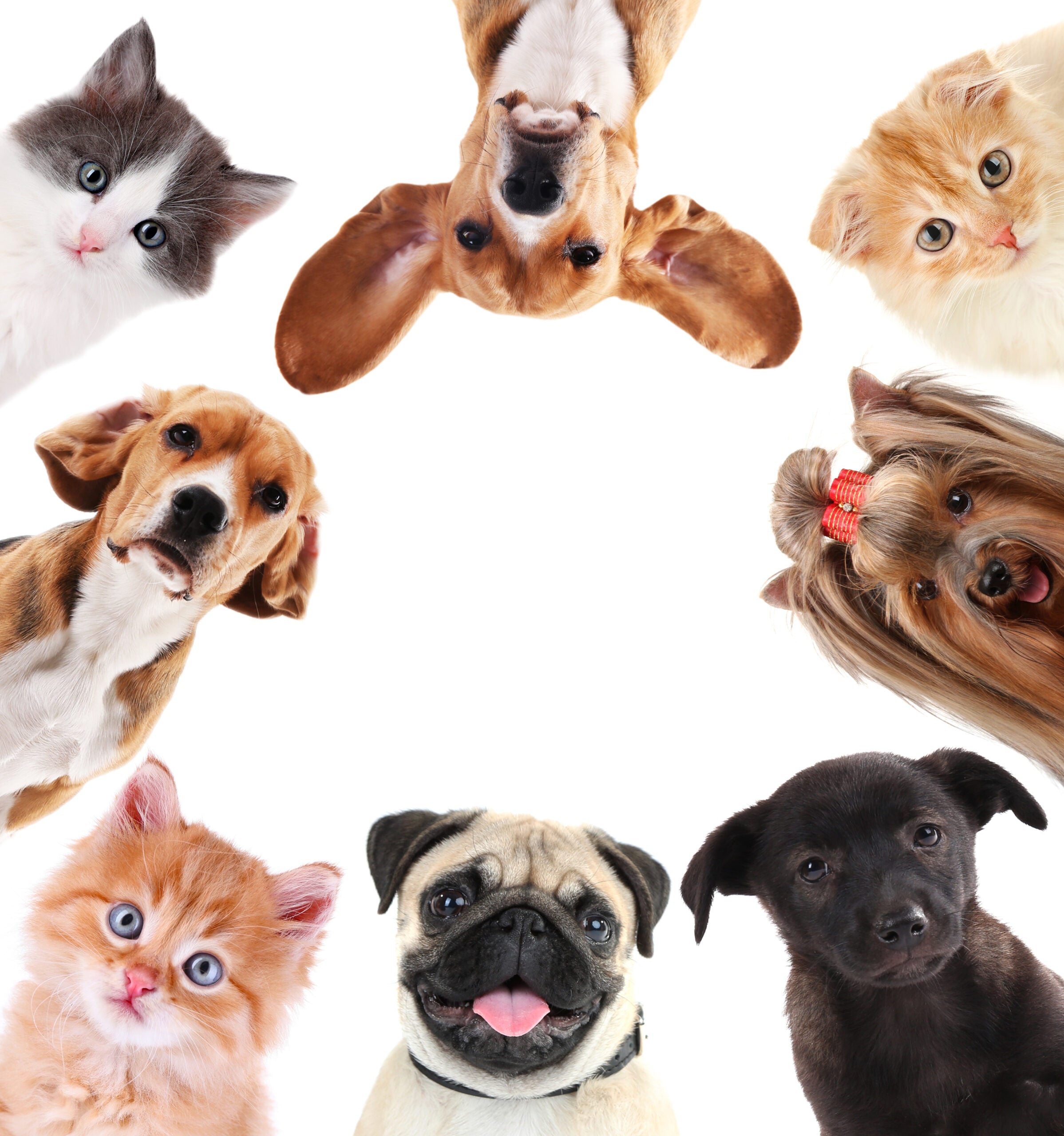 A collection of various pets, including dogs and cats, with a diverse range of colors and breeds, looking towards the camera.