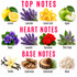 A fragrance notes chart on a white background with pink headers reading TOP NOTES, HEART NOTES, and BASE NOTES. The chart shows illustrated botanicals and foods labeled Lemon, Lavender, Lemon Zest, Apple, Violet, Lavandin, Geranium, Clary Sage, Vanilla, Cashmeran, Cedarwood, and Musk.