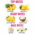 A fragrance notes graphic on a white background with pink headers reading TOP NOTES, HEART NOTES, and BASE NOTES. Fresh pineapple and yellow zest are shown under Top Notes, juicy pineapple flesh and sugar cubes under Heart Notes, and a fluffy cream musk ball with white flowers under Base Notes.
