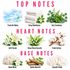 A fragrance notes infographic titled 'TOP NOTES', 'HEART NOTES', and 'BASE NOTES' with illustrated and photographic icons for fresh air, towels, eucalyptus, lilies, cotton, musk, wood, and cream, labeled with scent descriptors on a white background.