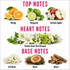 A fragrance notes graphic on a white background with pink headers reading TOP NOTES, HEART NOTES, and BASE NOTES. Top notes show oranges, bergamot, and orchid apples with flowers.