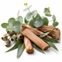 A styled arrangement of natural ingredients including fresh green eucalyptus leaves with water droplets, small round eucalyptus pods, and several cinnamon sticks on a clean white background.