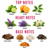 A botanical fragrance notes chart on a white background, with pink headers reading TOP NOTES, HEART NOTES, and BASE NOTES. Top notes shown are Bergamot, Orange, and Green Leaf; heart notes are Patchouli, Lavender, and Jasmine; base notes are Smokey Leather, Vetiver, Musk, Tonka, and Amber.