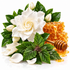 A white gardenia flower with green leaves, honeycomb blocks dripping golden honey, a wooden honey dipper, and scattered white petals on a clean white background.