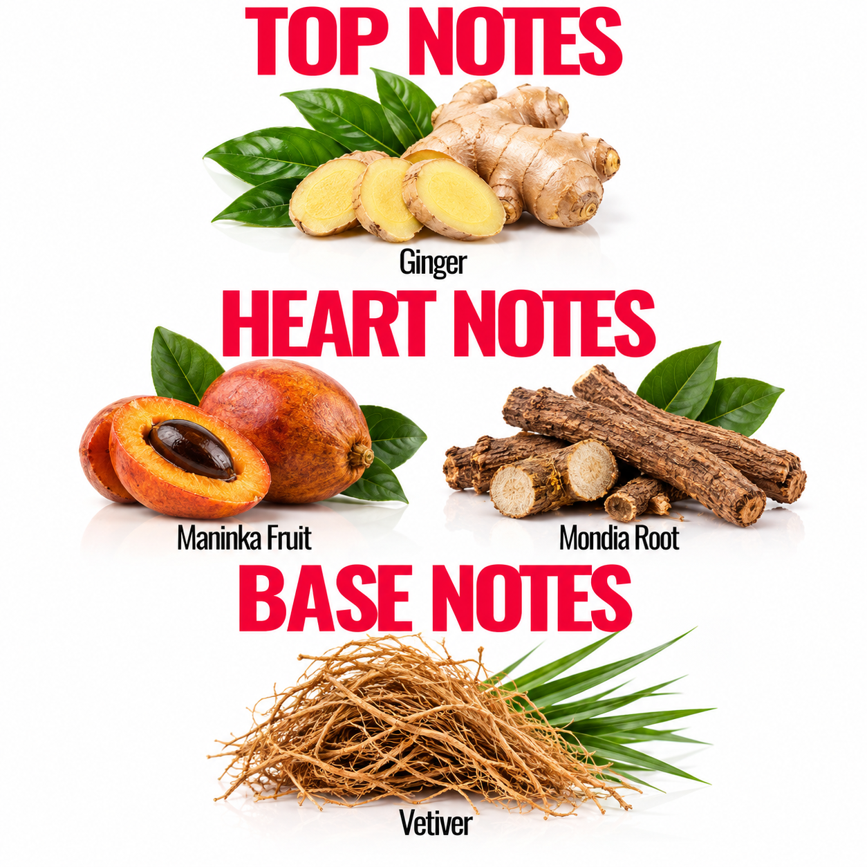 A botanical notes graphic showing ingredient clusters labeled Ginger, Maninka Fruit, Mondia Root, and Vetiver, arranged under the headings TOP NOTES, HEART NOTES, and BASE NOTES on a white background.