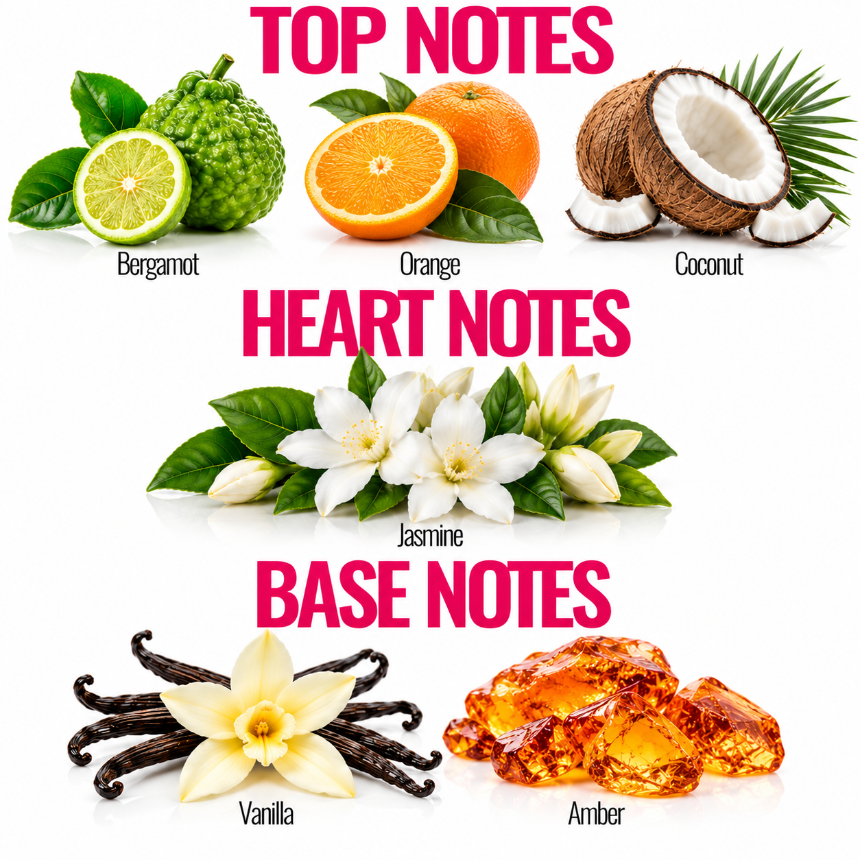 A fragrance notes graphic on a white background with the headings TOP NOTES, HEART NOTES, and BASE NOTES. The top notes section shows bergamot, orange, and coconut.