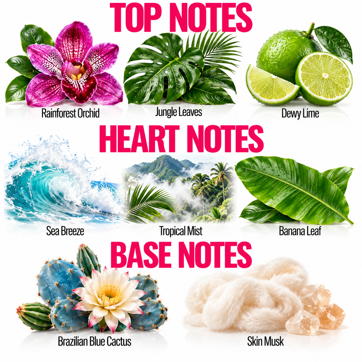 A fragrance notes graphic with the headings TOP NOTES, HEART NOTES, and BASE NOTES. Top notes include a pink orchid labeled Rainforest Orchid, green jungle leaves labeled Jungle Leaves, and limes labeled Dewy Lime.