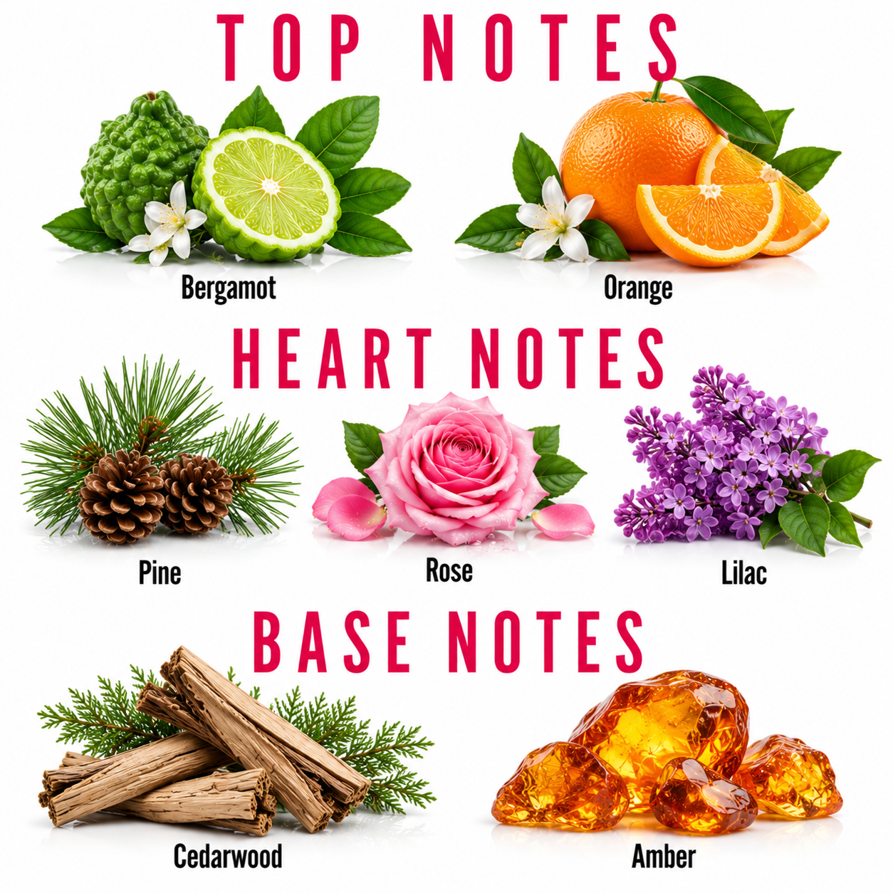 A fragrance notes graphic on a white background with pink text reading TOP NOTES, HEART NOTES, and BASE NOTES. Top notes shown are Bergamot with green fruit and lime slices, Orange with citrus slices, Pine with pinecones and needles, Rose with a pink rose, Lilac with purple flowers, and Cedarwood with wood logs and greenery.