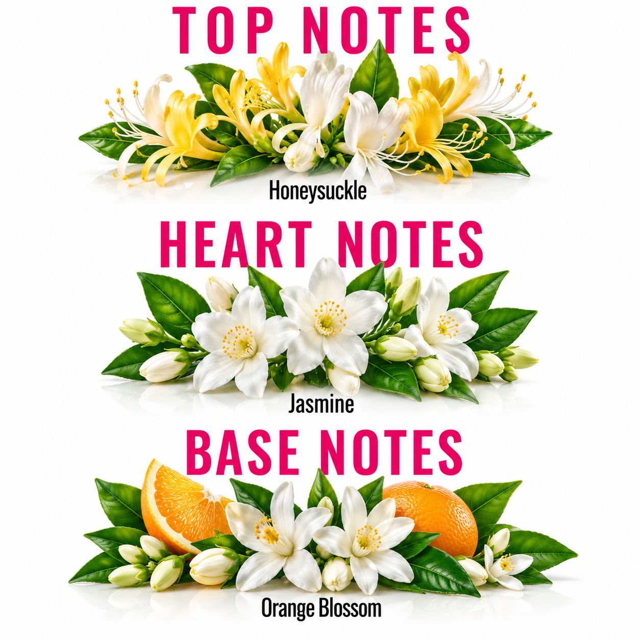 A fragrance notes graphic on a white background showing three floral arrangements labeled Honeysuckle, Jasmine, and Orange Blossom, with large pink text reading TOP NOTES, HEART NOTES, and BASE NOTES.