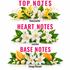 A fragrance notes graphic on a white background showing three floral arrangements labeled Honeysuckle, Jasmine, and Orange Blossom, with large pink text reading TOP NOTES, HEART NOTES, and BASE NOTES.