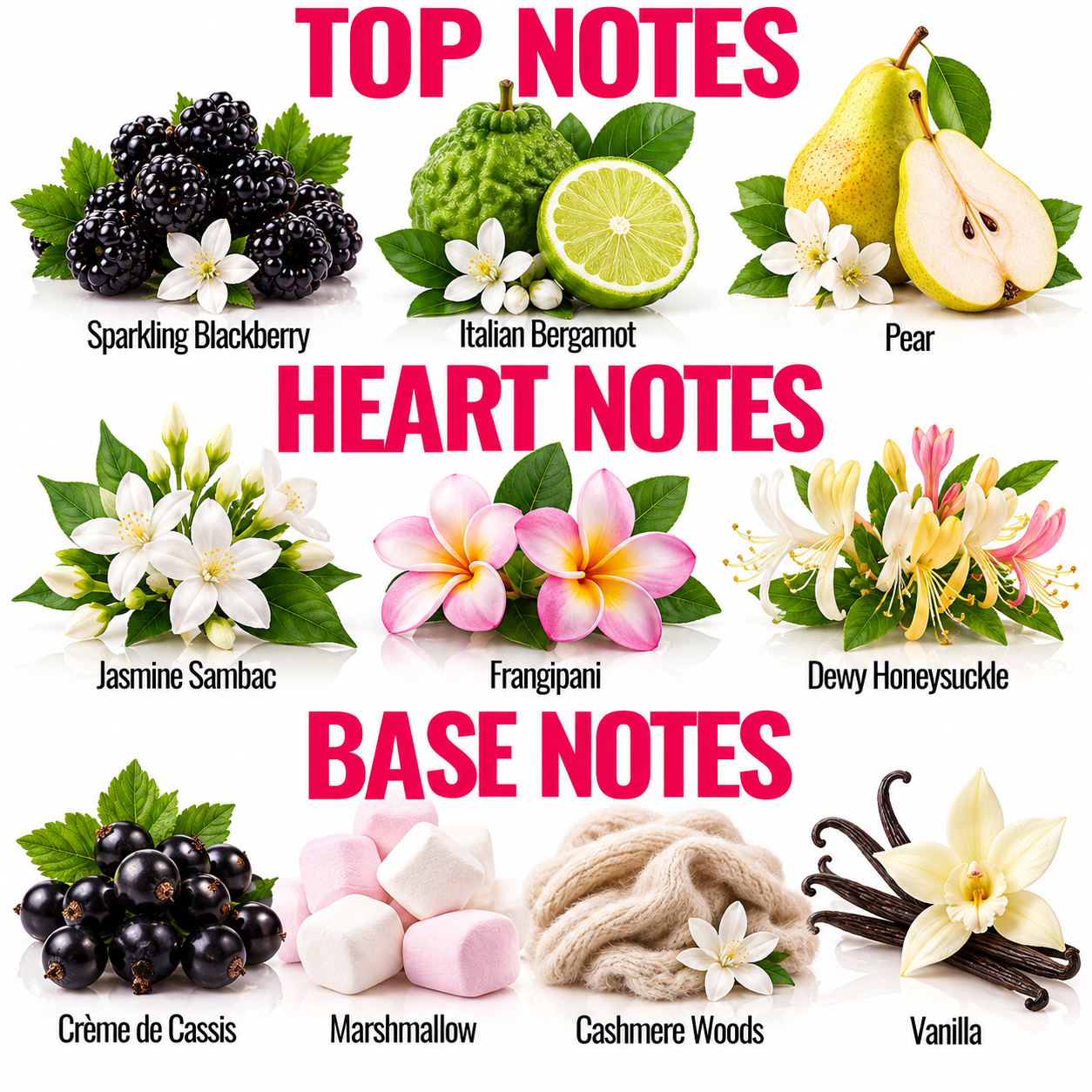 A fragrance notes graphic with the headings TOP NOTES, HEART NOTES, and BASE NOTES. Each section shows a botanical/floral ingredient illustration with a label underneath: sparkling blackberry, Italian bergamot, pear, jasmine sambac, frangipani, dewy honeysuckle, crème de cassis, marshmallow, cashmere woods, and vanilla.