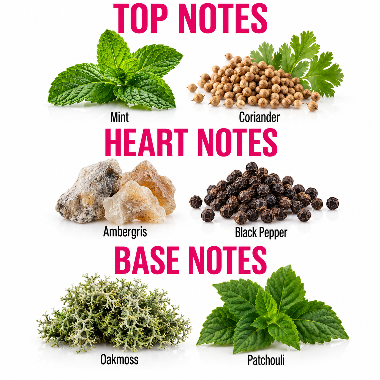 A fragrance notes graphic titled 'TOP NOTES HEART NOTES BASE NOTES' on a white background, showing ingredient illustrations: mint, coriander, ambergris, black pepper, oakmoss, and patchouli with labels.