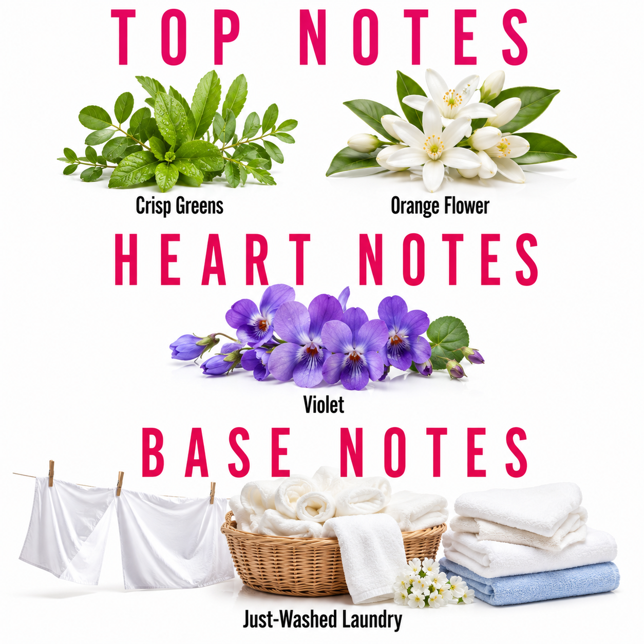 A fragrance notes graphic titled 'TOP NOTES HEART NOTES BASE NOTES' on a white background. It shows botanical illustrations and scent examples: 'Crisp Greens,' 'Orange Flower,' 'Violet,' and 'Just-Washed Laundry' with white towels and a basket of laundry at the bottom.