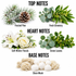 A fragrance notes graphic on a white background showing floral and botanical elements labeled for a scent profile: Frozen Pine, Fresh Greenery, Soft Winter Florals, Green Leaves, and Clean Musk. The top section is labeled TOP NOTES, the middle Heart Notes, and the bottom Base Notes.