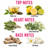 A fragrance notes infographic on a white background, titled with pink text 'TOP NOTES', 'HEART NOTES', and 'BASE NOTES'. It shows ingredient imagery including a cup of white tea, fresh citrus, sage, green botanicals, smooth woods bark, and soft musk, with labels naming each note.