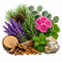 A botanical arrangement on a white background featuring purple lavender, bright pink flowers, green eucalyptus and mint leaves, pine needles, a pinecone, a wood slice, bark pieces, and amber-colored resin droplets.