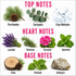 An educational fragrance composition chart displaying top, heart, and base notes with corresponding botanical illustrations on a white background. The top notes include pine needles, eucalyptus, and crisp aldehydes.