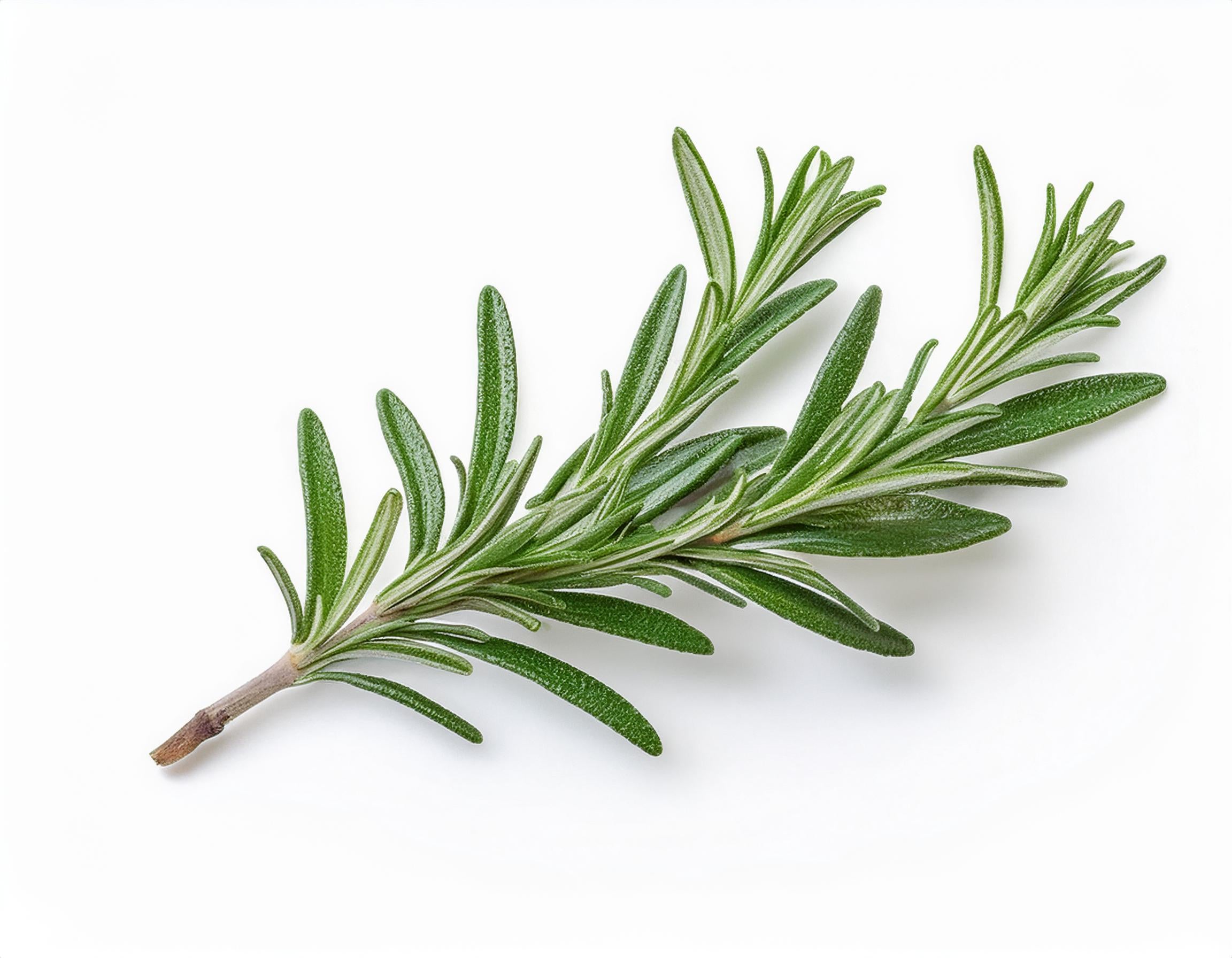 Rosemary ( Camphor) Essential Oil